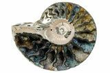 One Side Polished, Pyritized Fossil, Ammonite - Russia #174977-2